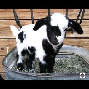 Meet your Posher, Thania